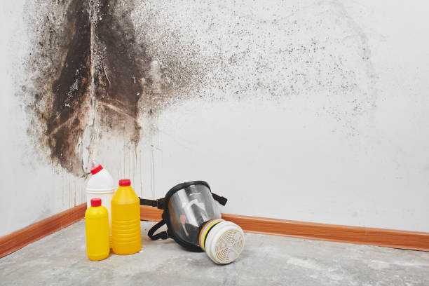 Best Professional Mold Removal  in Cinco Ranch, TX