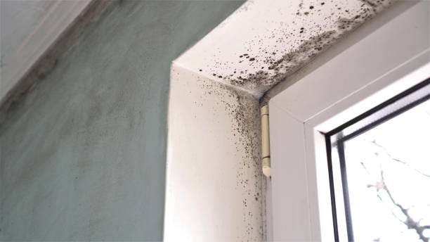Best Mold Cleaning Services  in Cinco Ranch, TX