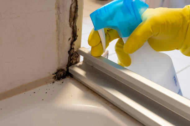 Best Best Mold Removal Companies  in Cinco Ranch, TX