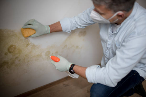 Best Commercial Mold Removal  in Cinco Ranch, TX