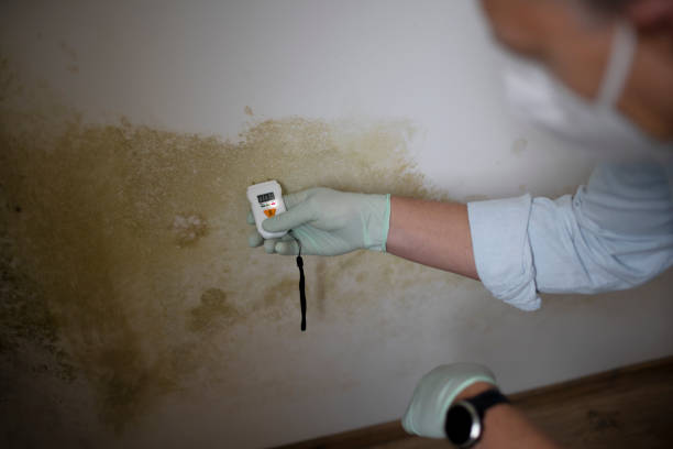 Mold Removal Process in Cinco Ranch, TX