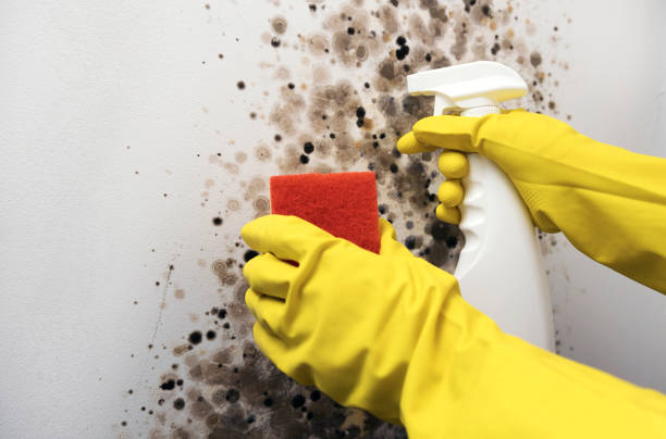 Best Best Mold Removal Companies  in Cinco Ranch, TX