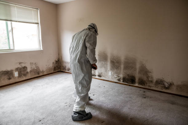 Best Crawl Space Mold Removal  in Cinco Ranch, TX