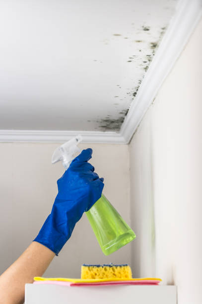 Best Attic Mold Removal  in Cinco Ranch, TX